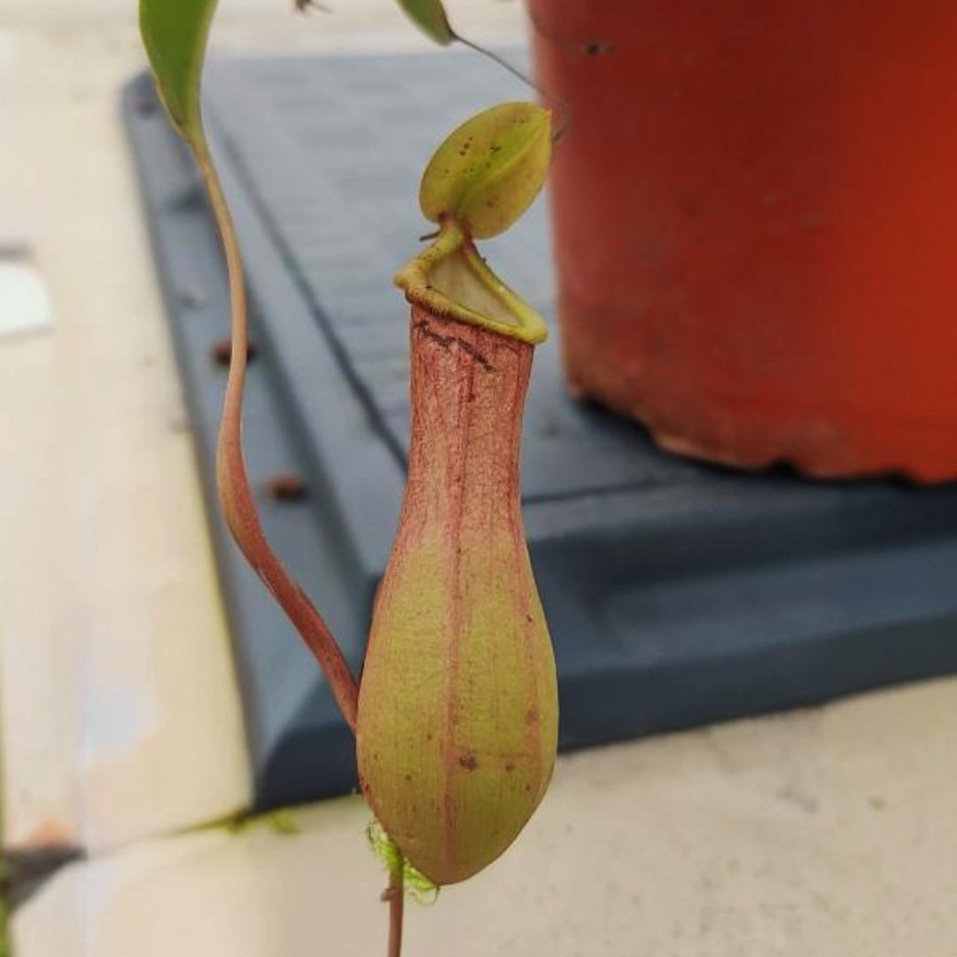 Nepenthes Pitcher Plant